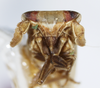 Head: !! display not done !! on Bostaera balli Penner, 1952: (Observation).