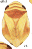 Habitus, dorsal view on Clastoptera nigricollis Fitch, 1851 now Clastoptera proteus Fitch, 1851: (Observation).