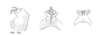 Melanoplus lolo Otte, 2012: male genitalia. (Otu).
