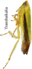 Habitus, lateral view: !! display not done !! on Taurotettix (Callistrophia) elegans (Melichar, 1900): from Transbaikalia. (Observation).
