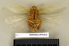 CollectionObject 1572978; 2f5c9208-e27c-4b0b-b032-a13af6fc4023: Copyright Natural History Museum, London. Non-type (adult female) in BM(NH). Ventral view. (CollectionObject).