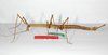 CollectionObject 1559023; 70cfb94d-2bfb-4aa6-9ff5-9a2dfb0e9d0e: copyright ZMB, Berlin. female, lateralal view of synonym Bacteria (Bacunculus) spatulata (paralectotype). (CollectionObject).