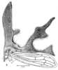 Habitus, lateral view on Cladonota (Lobocladisca) occidentalis (Strümpel, 1972): (Observation).
