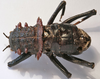 CollectionObject 1539671; 6686b549-8231-4b9f-99f9-f19f48ca5cb1: female, dorsal view (type). (CollectionObject).