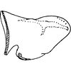 Pygofer, lateral view on Coganoa Dworakowska, 1976: Pygofer (C. serrata Dwor.). (Observation).