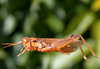 Leiotettix politus Rehn, 1913: male. (Otu).