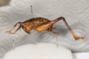 CollectionObject 1531304; 2ddf6dcd-6a1c-47b1-858d-3140fa7c5a1c: male, lateral view (syntype). (CollectionObject).