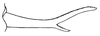 Anaulacomera (Munticercora) poculigera Hebard, 1924: Pl. IX, Fig. 8. male cercus, lateral view. (Otu).