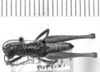 CollectionObject 1524468; e6b1251d-ab6a-4152-a507-a844870ae27b: male, dorsal view (holotype). (CollectionObject).