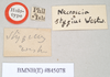CollectionObject 1560553; NHMUK(SF IMPORT DUPLICATE) 845078, 5c9f004e-516a-4a68-a94d-23680c127390: copyright Natural History Museum, London. male, data labels of Necroscia stygius (holotype). (CollectionObject).