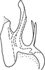 Aedeagus, lateral view on Erythridula aesculella (Ross & DeLong, 1953): Aedeagus, lateral view. (Observation).