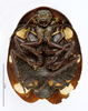 CollectionObject 1587499; MNHN(SF IMPORT DUPLICATE) MNHN-EP-EP777, 57adeb05-ed17-4618-be6a-c561aee8312d: CC BY-NC-ND 4.0/MNHN - Depraetere Marion - 2014. Paratype, female, of defranceschii Grandcolas, 1993. Specimen number: MNHN-EP-EP777. http://coldb.mnhn.fr/catalognumber/mnhn/ep/ep777. (CollectionObject).