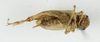 CollectionObject 1539981; e2071e0b-c5f5-46dd-8efc-8dff27992412, MNHN-EO-ENSIF6975: male, ventral view (holotype). (CollectionObject).