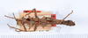 CollectionObject 1560972; ec60e166-052f-4a8a-9fb5-0abeebf275aa: copyright ANSP. male, dorsal view (holotype). (CollectionObject).