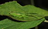 Brachycaulopsis jovelensis Fontana, Mariño-Pérez & Woller, 2013: male. (Otu).
