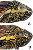 Head: !! display not done !! on Cuerna alta Oman & Beamer, 1944: Head and thorax in lateral view. <b>A</b>, male, U.S.A., New Mexico, Mountain Park, KSEM; <b>B</b>, female allotype, U.S.A., New Mexico, Cloudcroft, KSEM. (Observation).