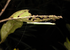 Nescicroa terminalis (Redtenbacher, 1908): copyright Ian Abercrombie. female in nature, Sabah, 13 August 2009. (Otu).