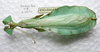 CollectionObject 1580926; SPM SP/EPH/01009, 0cd85a02-90d0-41fc-ade0-ba5bb4a0d794: copyright SPM, Kinabalu. male (holotype). (CollectionObject).