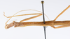 CollectionObject 1558313; 63fb1c36-b4b2-4146-bd83-39fd7f89f698: copyright ZMUH [Hamburg]. female: head and thorax, lateral view (holotype). (CollectionObject).