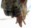 CollectionObject 1599194; 0f727159-4132-4a9c-a688-d2569c46d38c: male right cercus (paralectotype). (CollectionObject).