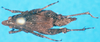 CollectionObject 1581363; 221e66ac-8590-4b76-91d8-ed26d96cf4fa: female, dorsal view (paratype). (CollectionObject).
