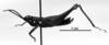 CollectionObject 1541237; 50a4f255-ba52-4175-b99d-cf7574339458: Image Carbonell, C.S. male, lateral view (holotype). (CollectionObject).