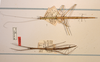 CollectionObject 1559067; bdb9903d-cc1b-4bc3-bf6c-14f9d7d64a57: copyright ZMUH, Hamburg. female, dorsral view of synonym Hyrtacus imitans (holotype) [could be a syntype, second specimen on right]. (CollectionObject).