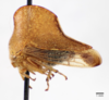 Habitus, lateral view: !! display not done !! on Telamona extrema Ball, 1903: (Observation).