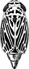 Habitus, dorsal view on Euscelis venosa (Kirschbaum, 1868): Habitus (female). (Observation).