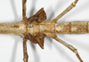 CollectionObject 1558921; 67f0d01b-579a-4d70-a077-8b7fd6095126: copyright RMNH, Leiden. female, mid body of Phasma angulata Stoll, 1813 [renamed micropterus] (holotype). (CollectionObject).