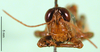 CollectionObject 1567331; 17f8f480-2c3d-498e-b2fd-8bf235724457: male, frontal view (paratype). (CollectionObject).