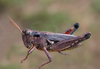 Dichroplus democraticus (Blanchard, 1851): female. (Otu).