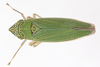Live specimen on Draeculacephala inscripta Van Duzee, 1915: (Observation).