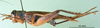 CollectionObject 1501919; c7a2597d-7141-4b95-b7c3-f852fff33a11: female, lateral view. (CollectionObject).