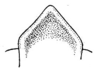 Orphulella pelidna (Burmeister, 1838): Fig. 34. fastigium, dorsal view. (Otu).