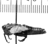 CollectionObject 1540729; 21c4bf65-814a-47c1-856b-045a0a1a96d9, MNHN-EO-CAELIF2448: Image, Carbonell, C.S. female, lateral view (holotype). (CollectionObject).