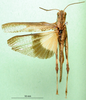 CollectionObject 1570321; 8b3ceca3-1a71-4ba4-983d-9a9992630cf5: male, dorsal view (paratype of forma aurantiaca). (CollectionObject).