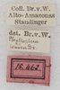 CollectionObject 1566551; NMW 15426, 40d720c6-0274-4602-a2f4-37162aaf0b4e: labels (syntype of Phylloptera tenera). (CollectionObject).