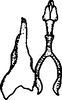 Stylus: !! display not done !! on Paraphlepsius (Gamarex) abruptus (DeLong, 1938): Stylus. (Observation).