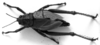 CollectionObject 1533736; 4d210126-9487-4911-bbfe-fb6750c63df5: Image Carbonell, C.S. female, dorsal view. (CollectionObject).