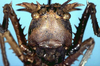 CollectionObject 1516734; 01480b1a-d801-464c-9d96-997db6f35717: male nymph face (holotype). (CollectionObject).