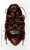 CollectionObject 1587515; MNHN(SF IMPORT DUPLICATE) MNHN-EP-EP799, 7e97d7a6-a46b-4aaf-816b-75acdb6313c5: CC BY-NC-ND 4.0/MNHN - Depraetere Marion - 2014. Paratype, female, of kyebangensis Grandcolas, 2001. Specimen number: MNHN-EP-EP799. http://coldb.mnhn.fr/catalognumber/mnhn/ep/ep799. (CollectionObject).