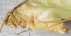 CollectionObject 1475882; 30a3b521-a6b3-4dc3-8520-471e4e64b0ee: female, lateral view (syntype of Phylloptera tenera). (CollectionObject).