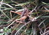 Antaxius (Chopardius) kraussii (Bolívar, 1878): female (Jaén, Siles). (Otu).