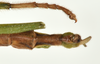 CollectionObject 1562806; deb04e5f-3a12-4262-8319-4616825efe3b: copyright QMBA. male: end of abdomen, dorsal view (paratype). (CollectionObject).