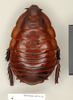 CollectionObject 1572945; 9baf3e81-e337-40b6-a330-6f90128f2fa5: Copyright Natural History Museum, London. Non-type (adult female) in BM(NH). Dorsal view. (CollectionObject).
