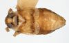 Habitus, dorsal view: !! display not done !! on Delphacodes trimaculatus Beamer, 1948: (Observation).
