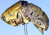Eremopedes (Eremopedes) ephippiatus (Scudder, 1899): male habitus, lateral view (holotype?). (Otu).