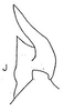 Stylus: Stylus. (Observation).