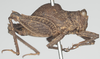 CollectionObject 1536107; e315b325-fd8e-461f-8d1c-fc2ca8ae6ddd: male, lateral view (syntype). (CollectionObject).